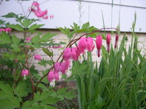 dscn6311.jpg