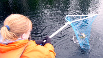 Netting a fish