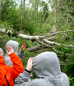 Trees down on the trail