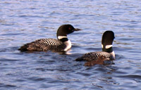 Loons closeup